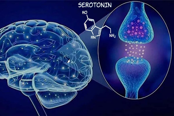 Thiếu hụt serotonin là nguyên nhân gây xuất tinh sớm